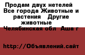 Продам двух нетелей - Все города Животные и растения » Другие животные   . Челябинская обл.,Аша г.